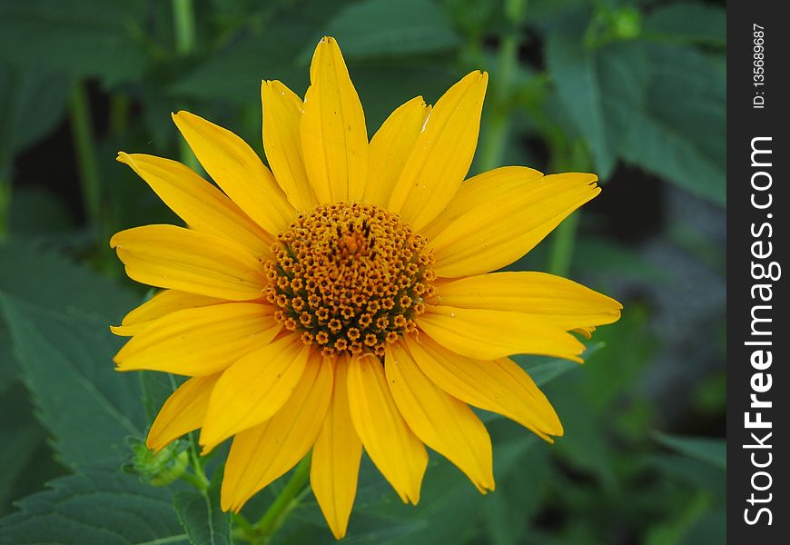 Flower, Yellow, Sunflower, Flora
