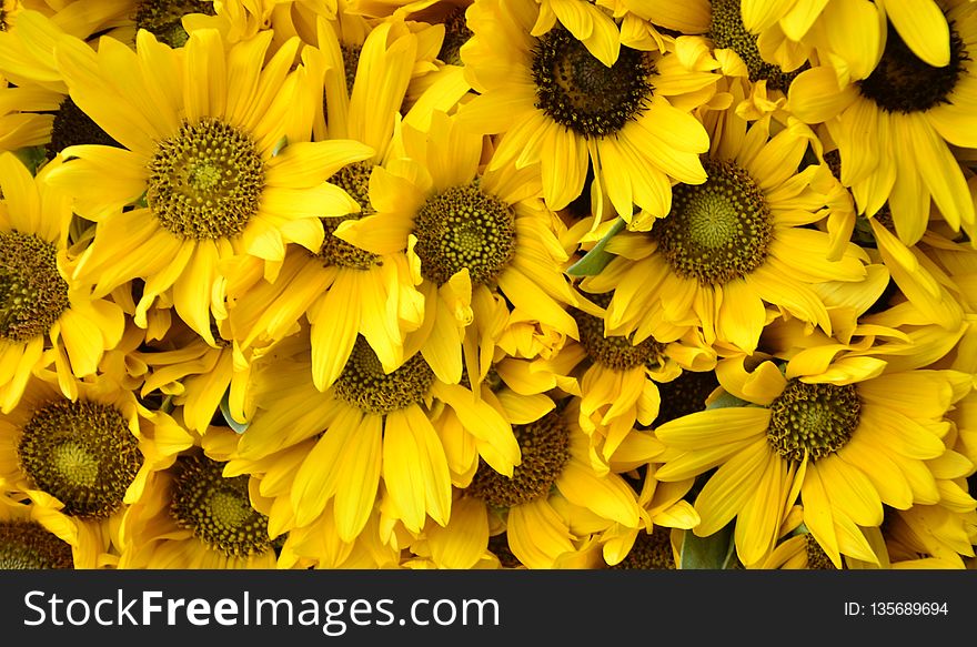 Flower, Yellow, Sunflower, Plant