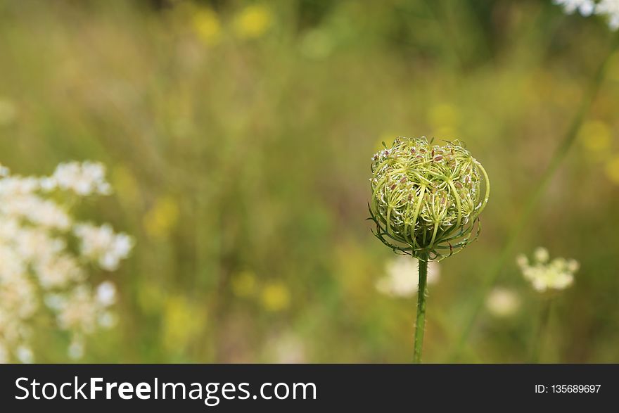 Flower, Spring, Close Up, Plant