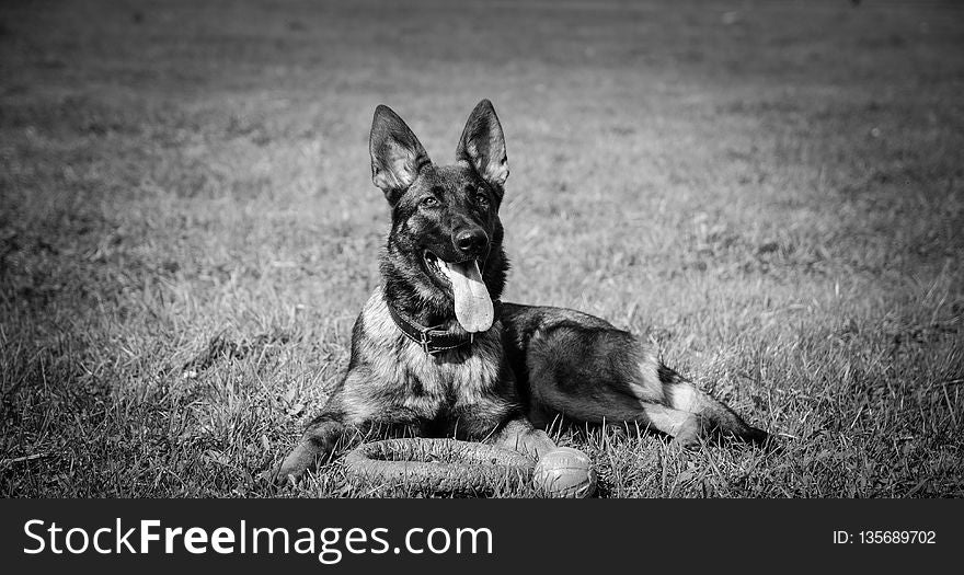 Dog, Black, Black And White, Dog Like Mammal