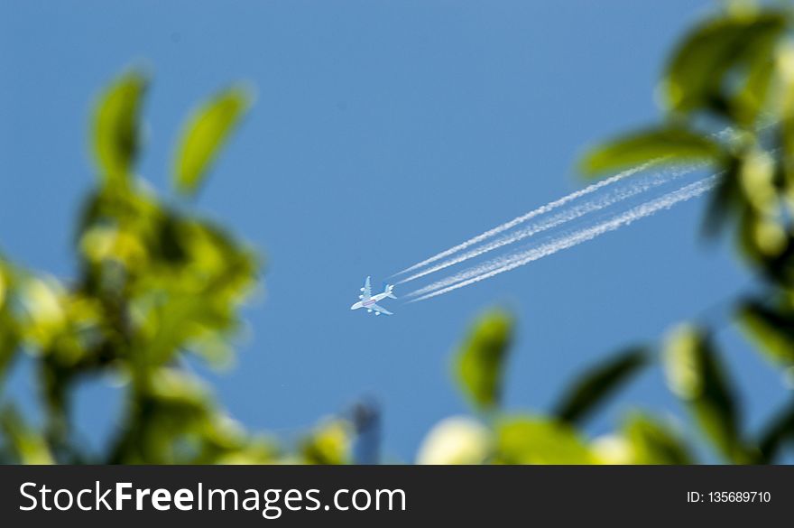 Sky, Close Up, Plant Stem, Plant