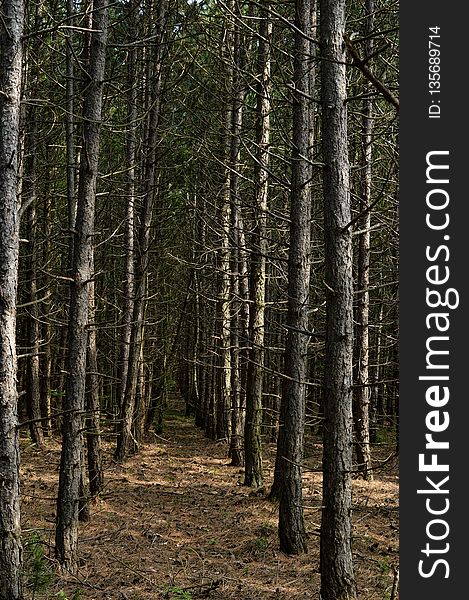 Ecosystem, Spruce Fir Forest, Tree, Woodland