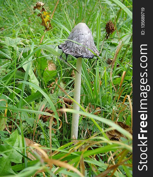 Fungus, Mushroom, Flora, Leaf
