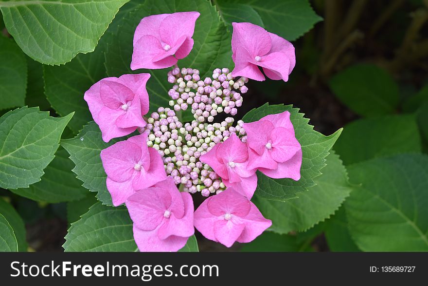 Flower, Plant, Hydrangea, Flowering Plant