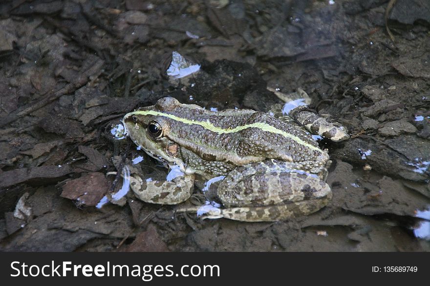 Toad, Amphibian, Frog, Fauna