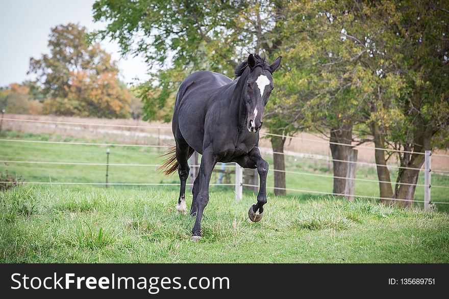 Horse, Pasture, Stallion, Mare