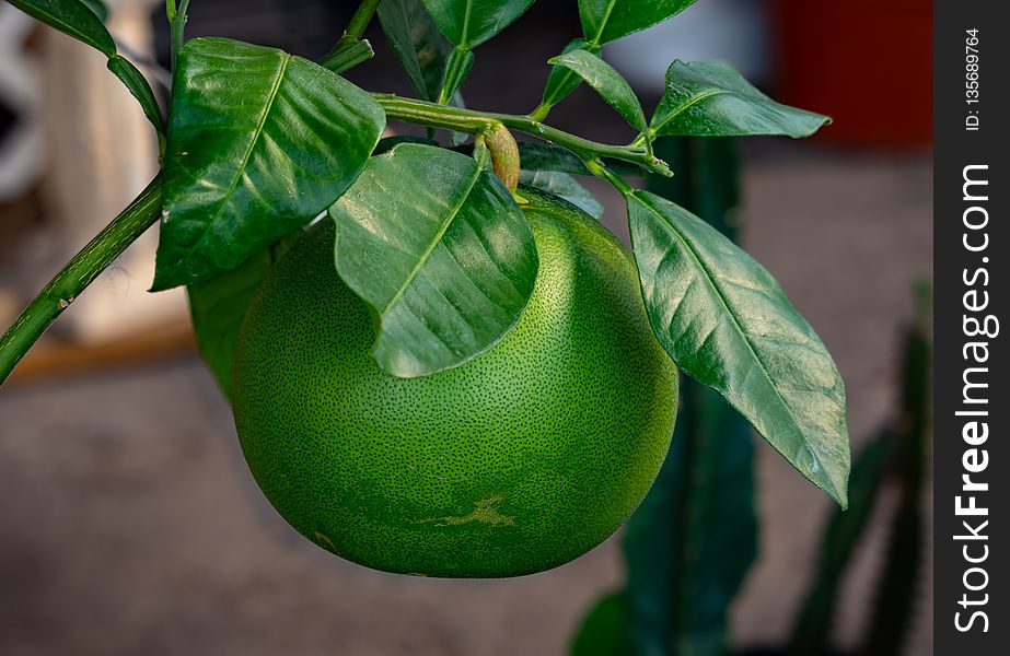 Citrus, Fruit, Leaf, Calamondin