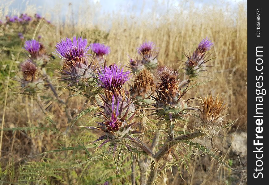 Plant, Thistle, Artichoke Thistle, Cynara