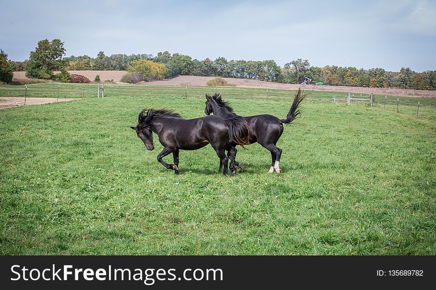 Pasture, Horse, Grass, Horse Like Mammal