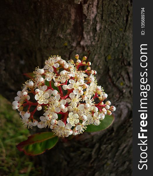 Flora, Plant, Spring, Flower