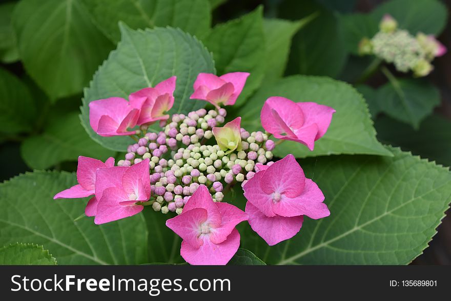 Flower, Plant, Flowering Plant, Hydrangea