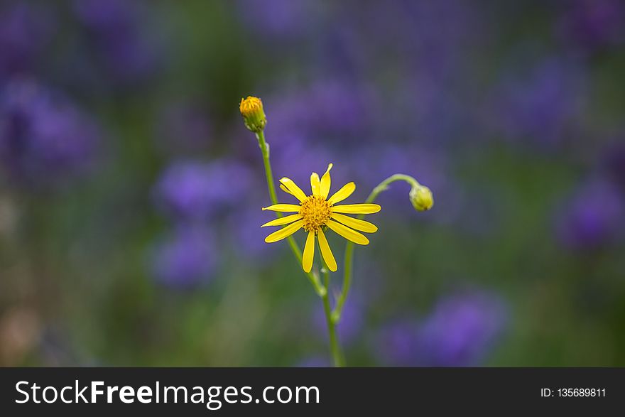 Flower, Flora, Purple, Wildflower