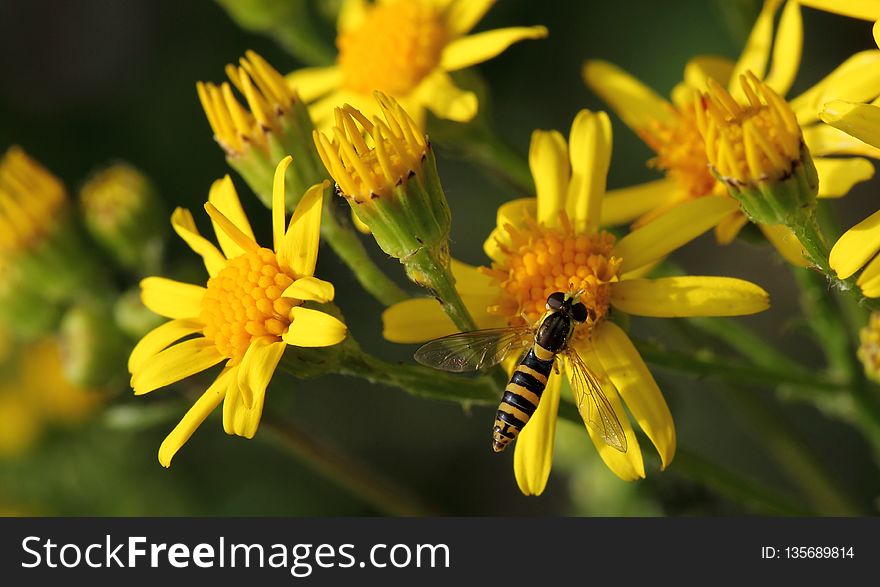 Flower, Yellow, Flora, Nectar