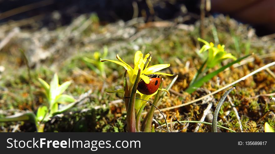 Plant, Flora, Vegetation, Leaf