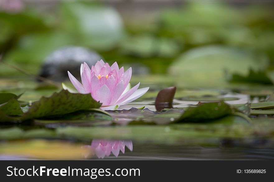 Flower, Water, Flora, Reflection