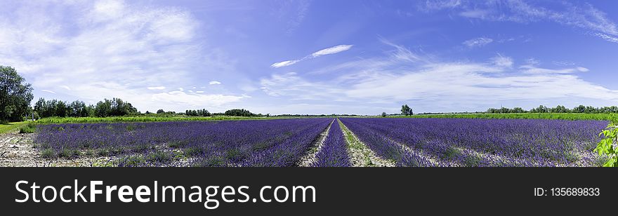 Field, Sky, English Lavender, Crop