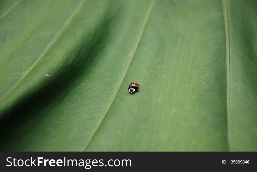 Green, Leaf, Water, Insect