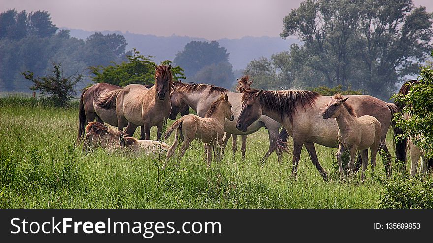 Ecosystem, Herd, Pasture, Horse
