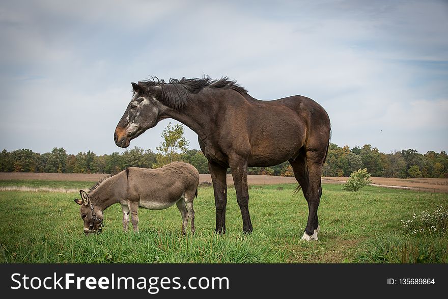 Horse, Grassland, Pasture, Ecosystem