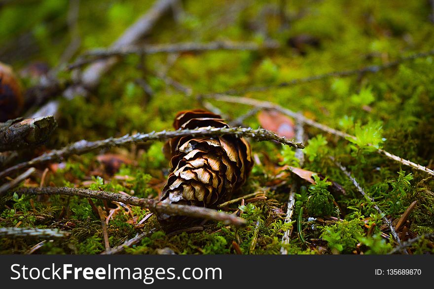 Ecosystem, Bird, Fauna, Wildlife