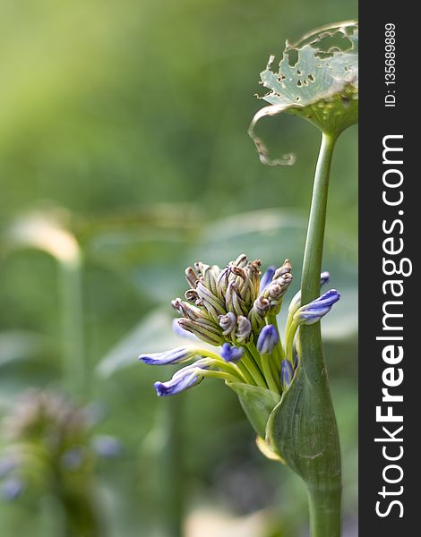 Flower, Flora, Plant, Close Up