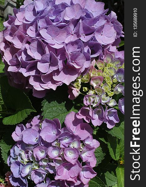 Flower, Plant, Hydrangea, Flowering Plant