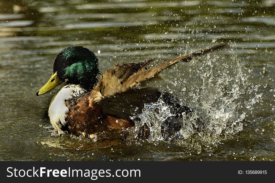 Bird, Duck, Mallard, Water