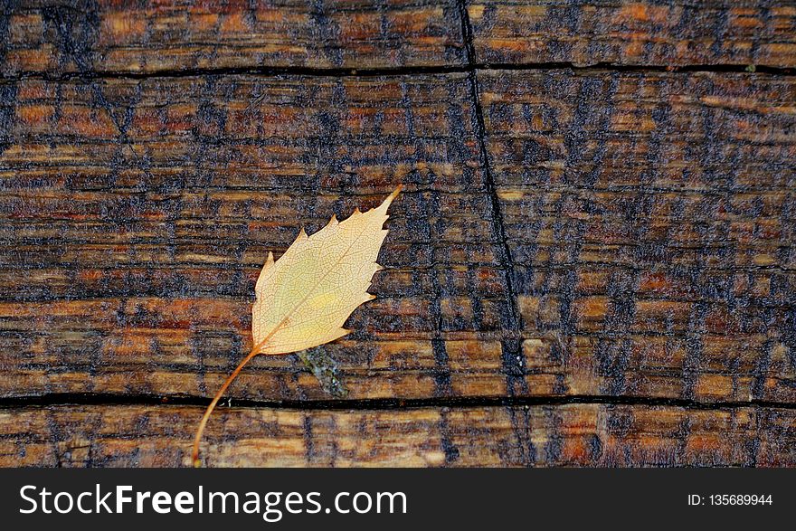 Leaf, Wood, Wall, Plant