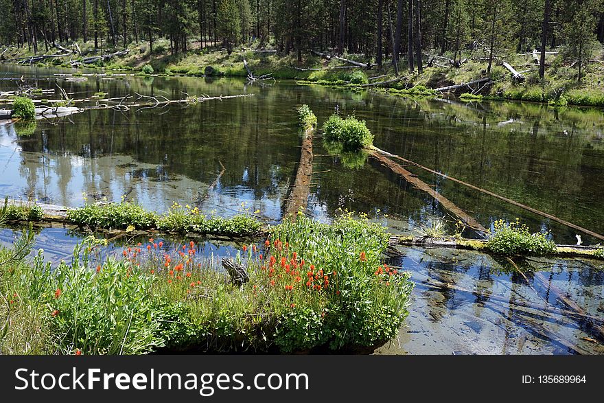 Reflection, Water, Nature, Wetland