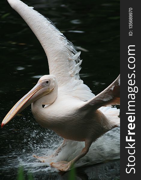 Pelican, Beak, Bird, Seabird