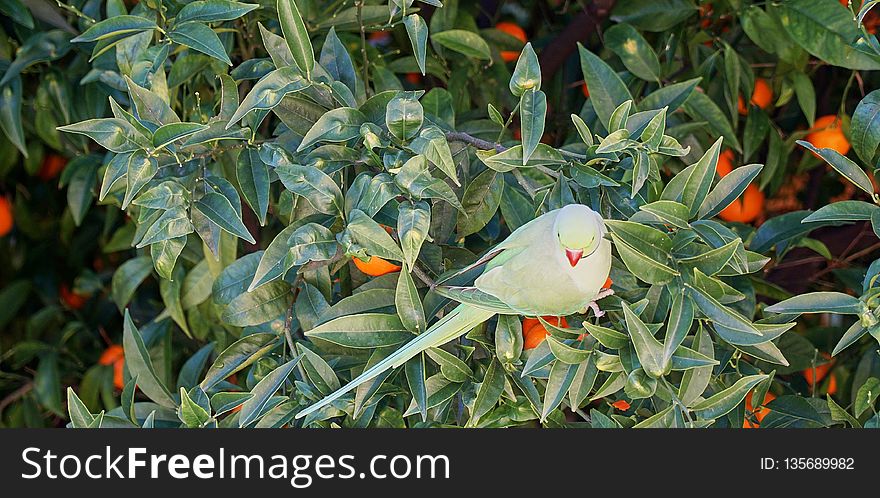 Plant, Leaf, Tree, Produce