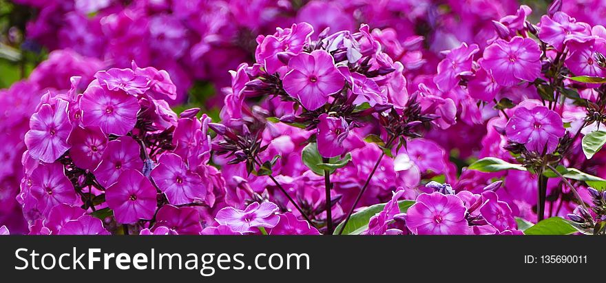 Flower, Plant, Pink, Purple