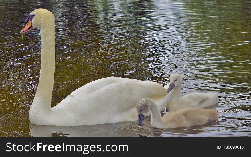 Swan, Bird, Water Bird, Ducks Geese And Swans