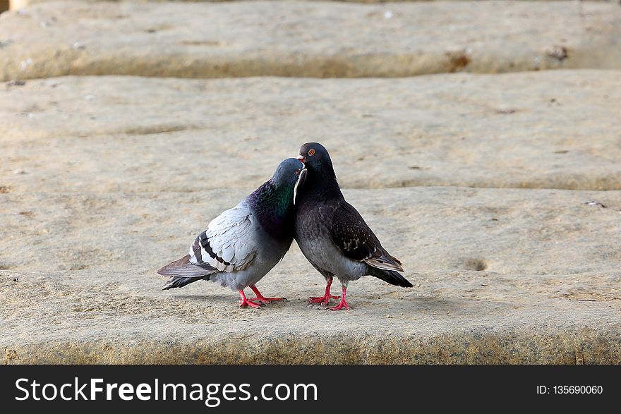 Bird, Pigeons And Doves, Fauna, Beak