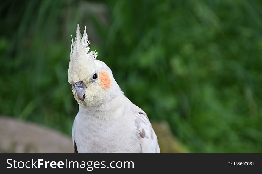 Bird, Parrot, Beak, Cockatiel