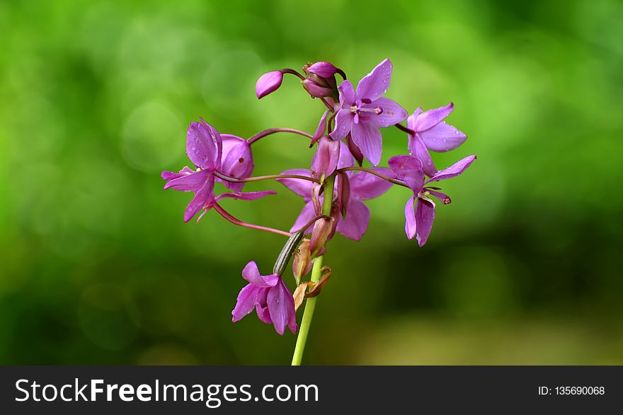 Flower, Flora, Plant, Flowering Plant