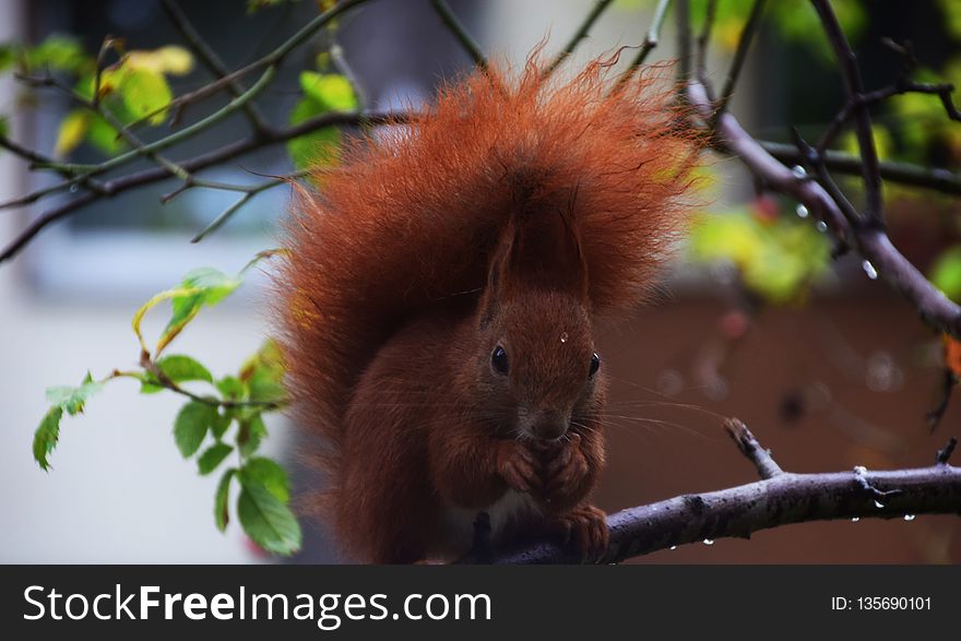 Fauna, Mammal, Squirrel, Branch