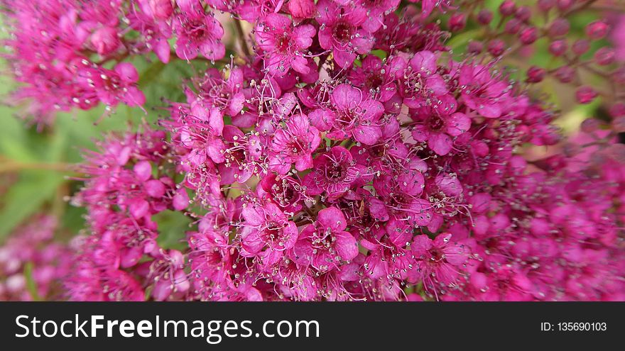 Pink, Plant, Flower, Flora