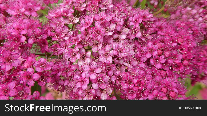 Pink, Plant, Flower, Flora