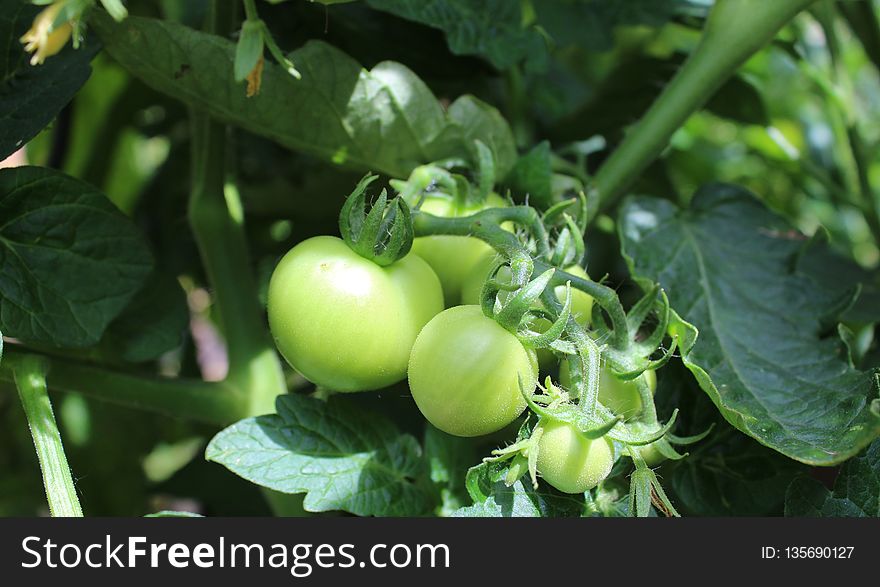 Fruit, Plant, Bush Tomato, Potato And Tomato Genus