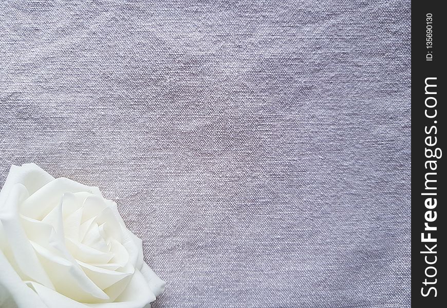 White, Flower, Petal, Textile
