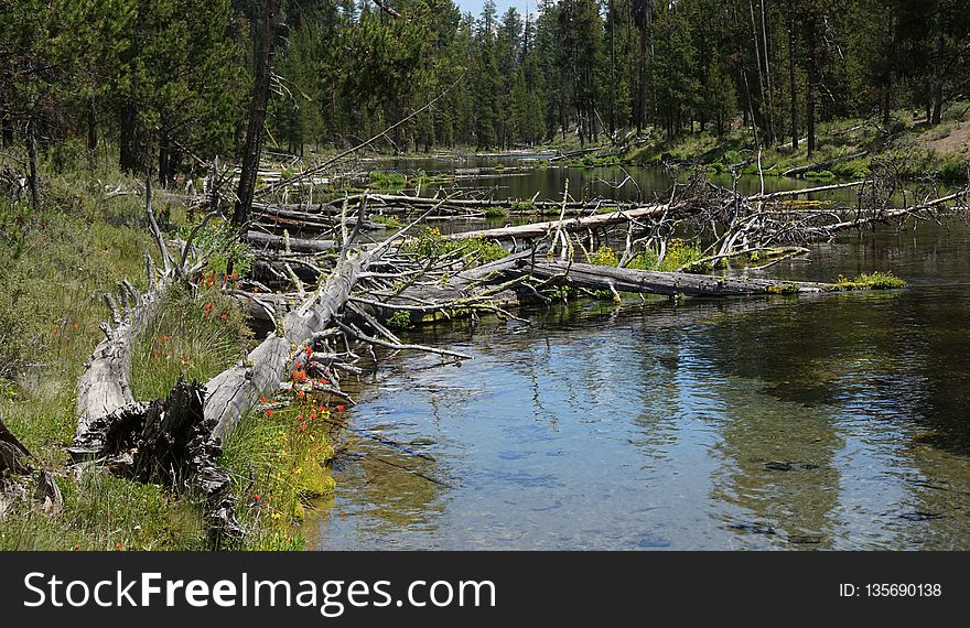 Water, Nature Reserve, Wilderness, Wetland