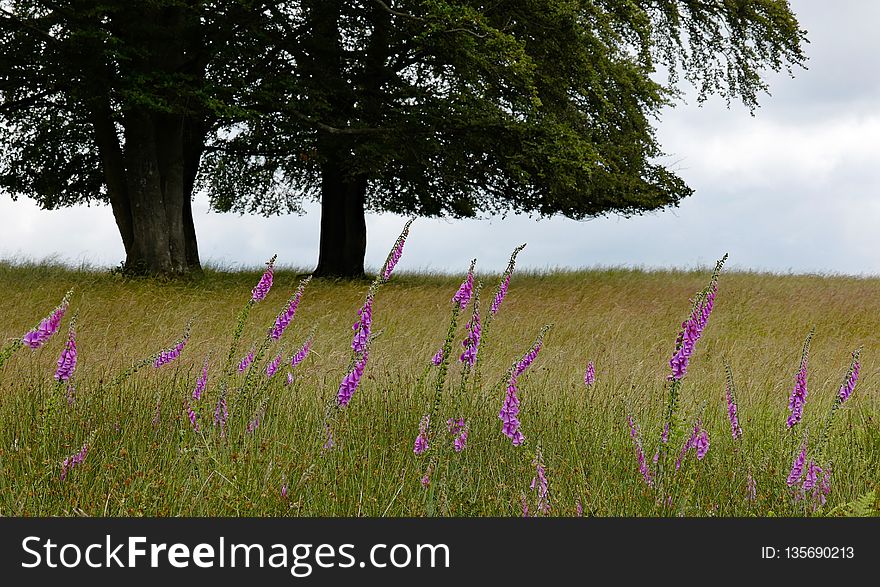 Grassland, Ecosystem, Field, Meadow