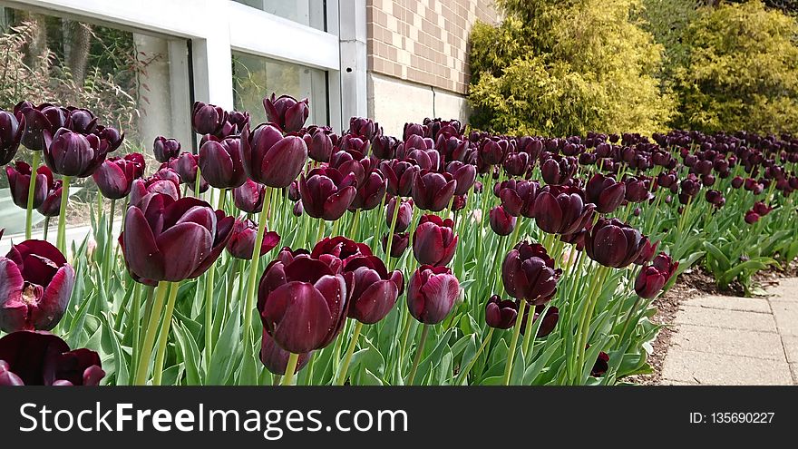 Flower, Plant, Flowering Plant, Tulip