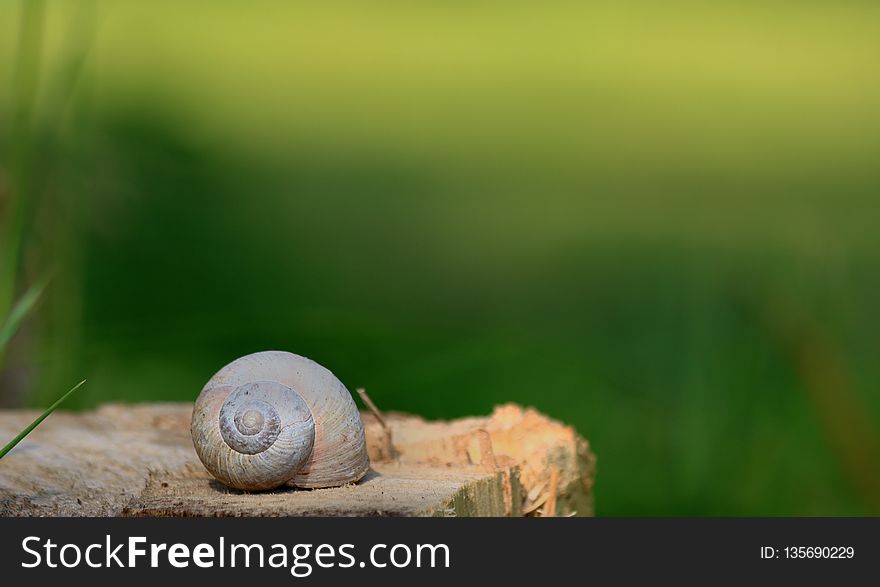Snail, Snails And Slugs, Grass, Close Up