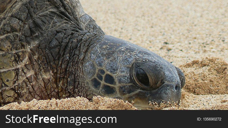 Turtle, Terrestrial Animal, Sea Turtle, Reptile