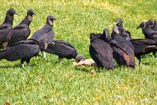 Flock Of Black Vultures Stock Photos