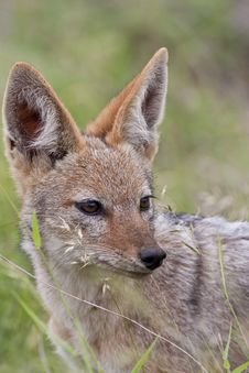 Young Black-backed Jackal Royalty Free Stock Image