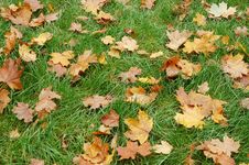 Yellow Lives On Green Grass Royalty Free Stock Images Yellow Lives On Green Grass Royalty Free Stock Images