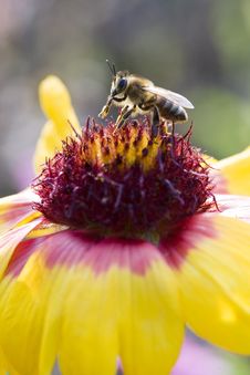 Bee On Collects Nectar Stock Photos Bee On Collects Nectar Stock Photos